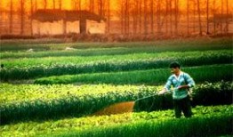 东莞阳光网最新爆料,揭秘东莞某重大事件内幕